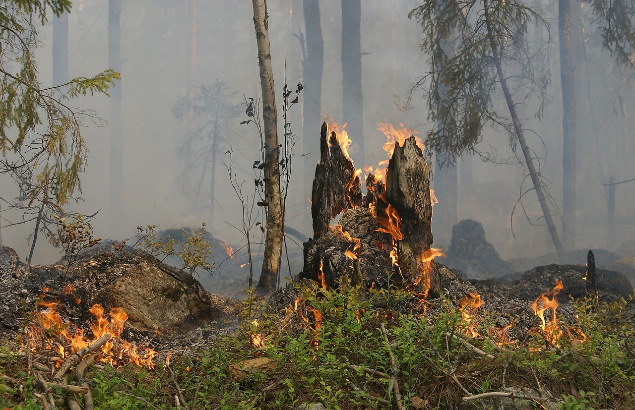 Forest Stewardship for Biodiversity Conservation - Effective or Not?